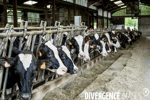 La Ferme de Gigny-Elevage de vaches laitieres en Bourgogne