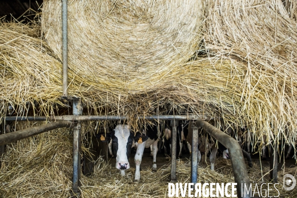 La Ferme de Gigny-Elevage de vaches laitieres en Bourgogne