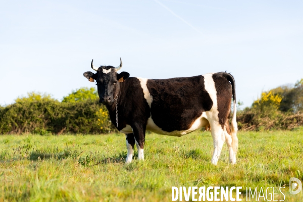 Une vache de poche: la Bretonne Pie Noir