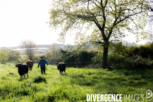 Une vache de poche: la Bretonne Pie Noir