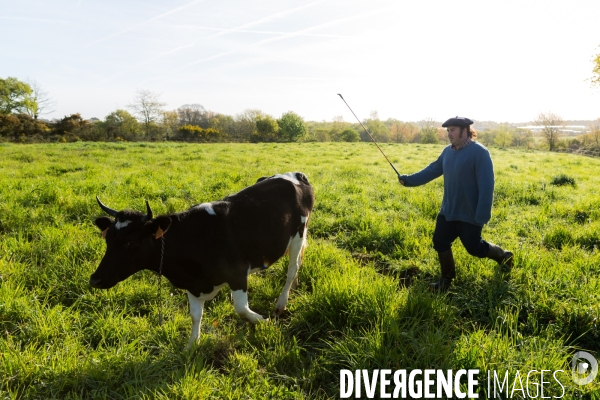 Une vache de poche: la Bretonne Pie Noir