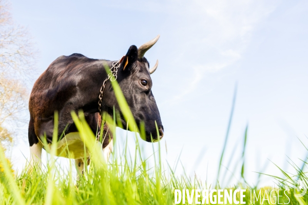 Une vache de poche: la Bretonne Pie Noir