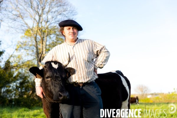 Une vache de poche: la Bretonne Pie Noir