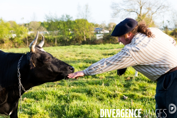 Une vache de poche: la Bretonne Pie Noir