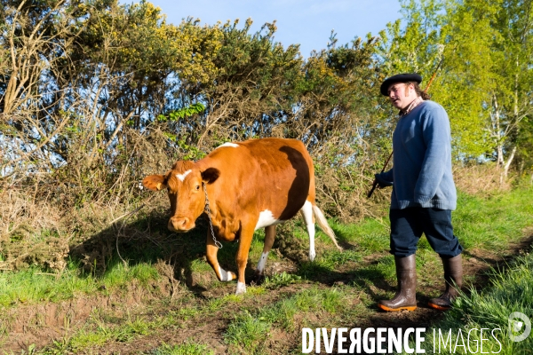 Une vache de poche: la Bretonne Pie Noir