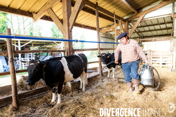 Une vache de poche: la Bretonne Pie Noir