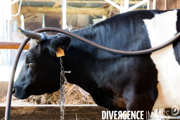 Une vache de poche: la Bretonne Pie Noir