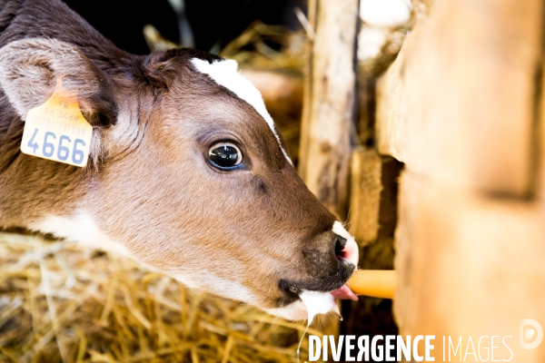 Une vache de poche: la Bretonne Pie Noir