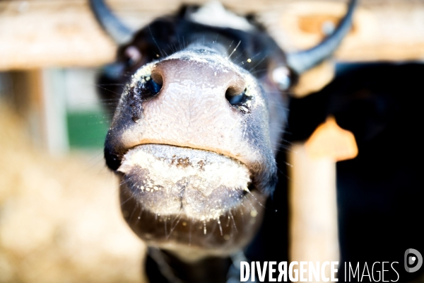 Une vache de poche: la Bretonne Pie Noir