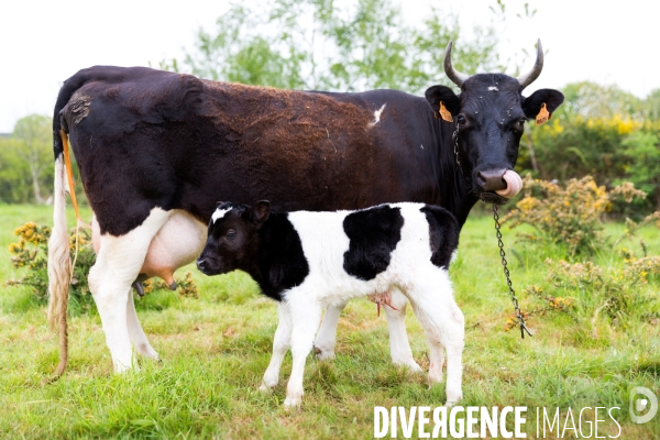 Une vache de poche: la Bretonne Pie Noir