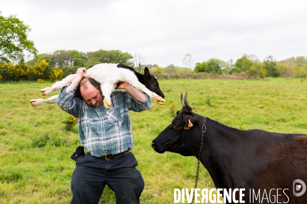 Une vache de poche: la Bretonne Pie Noir