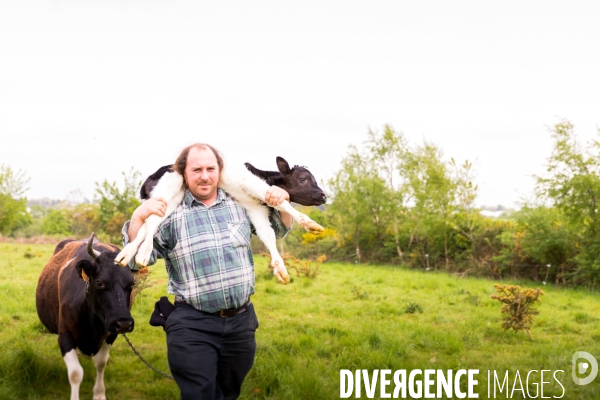 Une vache de poche: la Bretonne Pie Noir