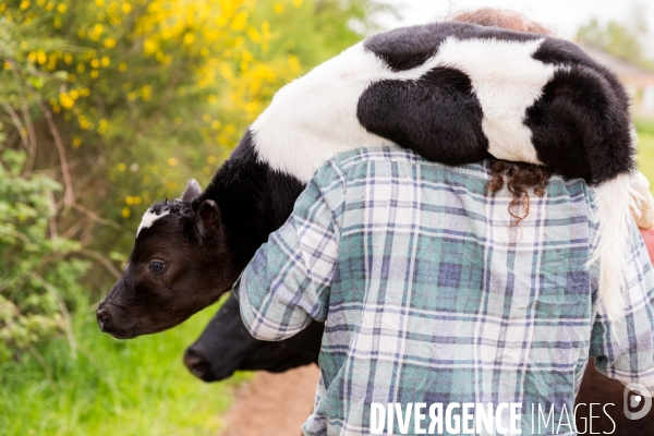 Une vache de poche: la Bretonne Pie Noir