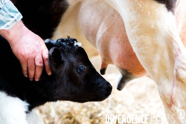 Une vache de poche: la Bretonne Pie Noir