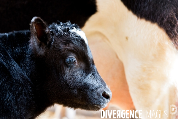 Une vache de poche: la Bretonne Pie Noir