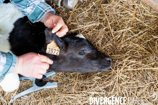 Une vache de poche: la Bretonne Pie Noir