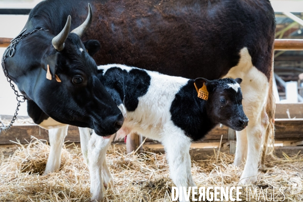 Une vache de poche: la Bretonne Pie Noir