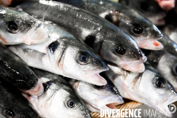 Du pêcheur au sac à main: le cuir de poisson fabriqué à Arcachon