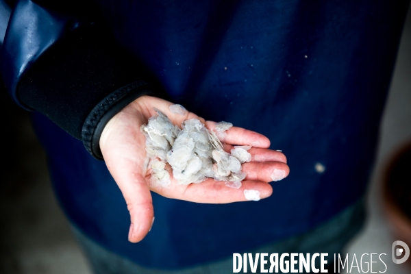 Du pêcheur au sac à main: le cuir de poisson fabriqué à Arcachon