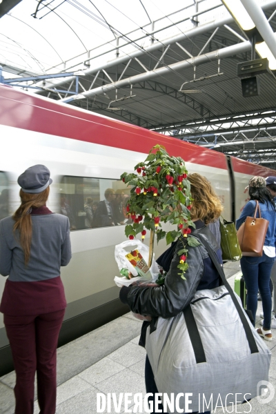 Illustration Juin 2016.Une belle plante sur le quai du Thalys en gare de Bruxelles midi