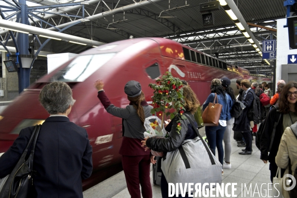 Illustration Juin 2016.Une belle plante sur le quai du Thalys en gare de Bruxelles midi