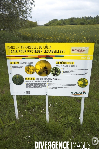 Illustration Juin 2016.Protection des abeilles avec un champ d  une variete speciale de colza
