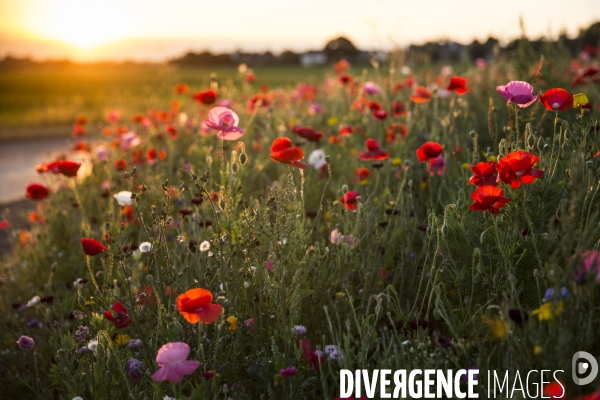 Coquelicots et fleurs des champs.