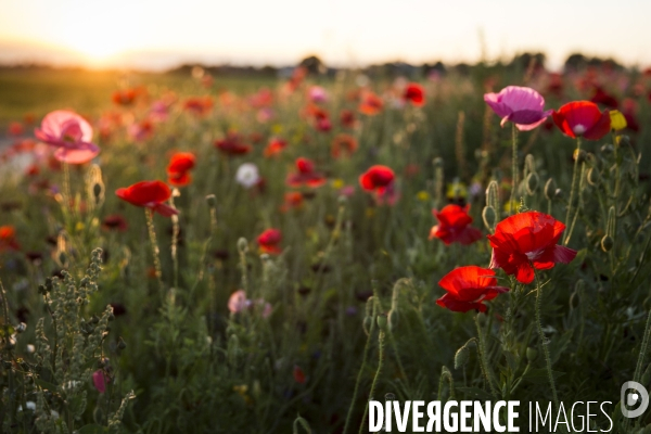 Coquelicots et fleurs des champs.