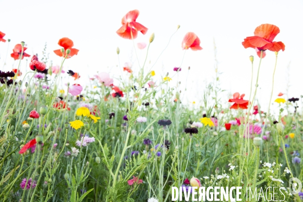 Coquelicots et fleurs des champs.