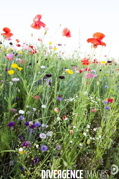 Coquelicots et fleurs des champs.