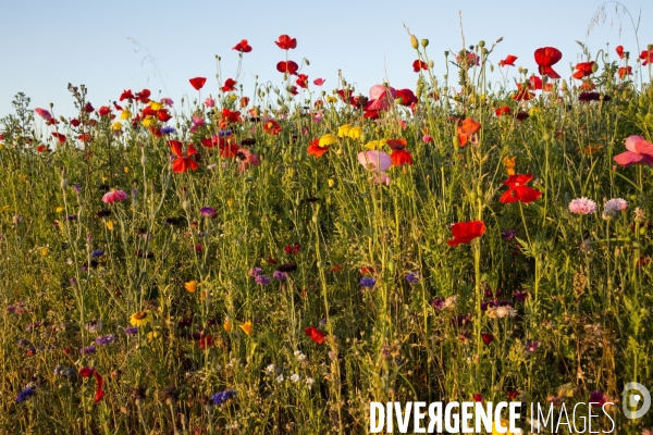 Coquelicots et fleurs des champs.