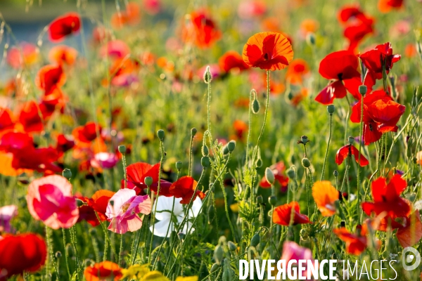 Coquelicots et fleurs des champs.