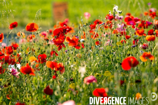 Coquelicots et fleurs des champs.