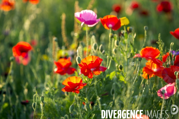 Coquelicots et fleurs des champs.