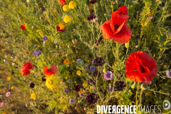 Coquelicots et fleurs des champs.