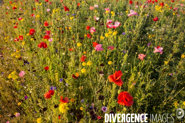 Coquelicots et fleurs des champs.