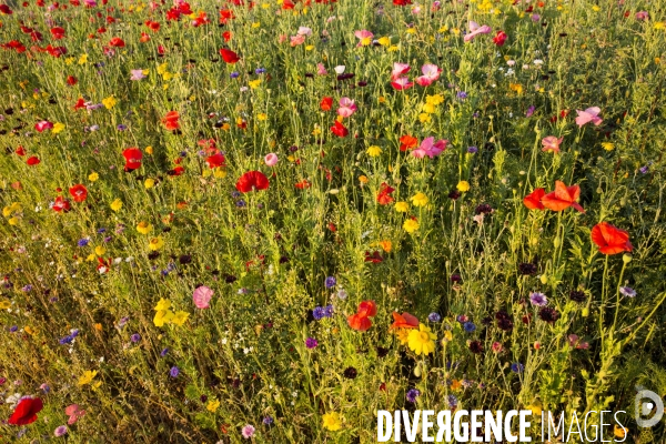 Coquelicots et fleurs des champs.