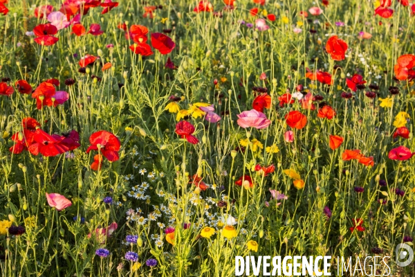 Coquelicots et fleurs des champs.