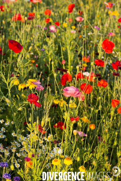 Coquelicots et fleurs des champs.