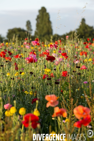 Coquelicots et fleurs des champs.