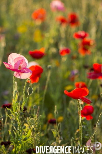 Coquelicots et fleurs des champs.