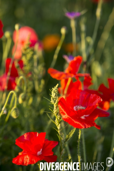 Coquelicots et fleurs des champs.