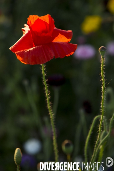 Coquelicots et fleurs des champs.