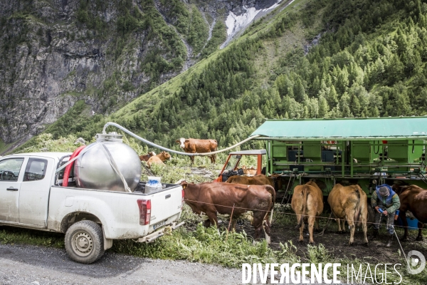 Vaches et traite mobile dans les Alpages