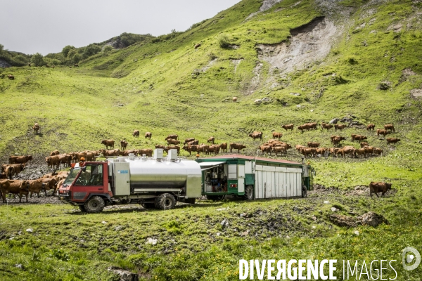 Vaches et traite mobile dans les Alpages