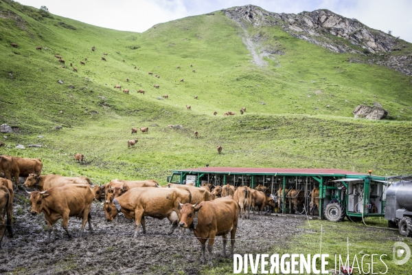 Vaches et traite mobile dans les Alpages