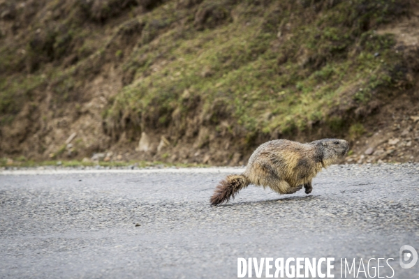 Route des Grandes Alpes