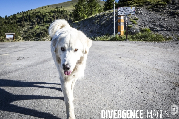Route des Grandes Alpes