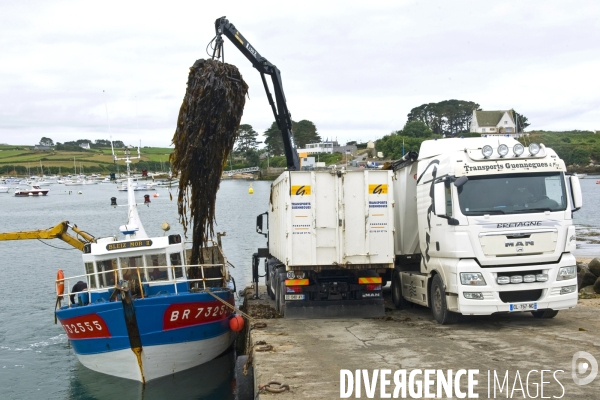 Bretagne.Dechargement du goemon sur le quai du port