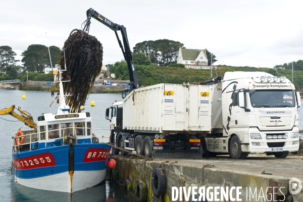 Bretagne.Dechargement du goemon sur le quai du port